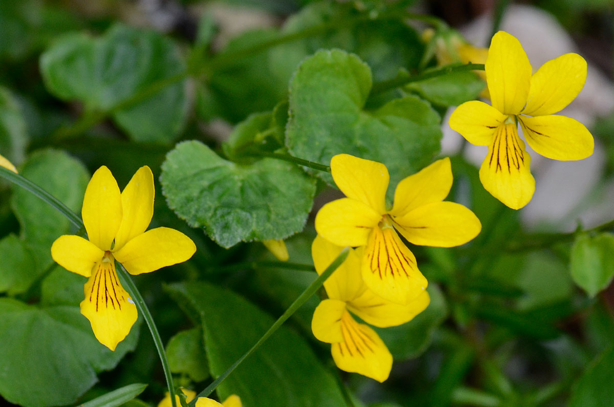 Viola biflora / Viola gialla